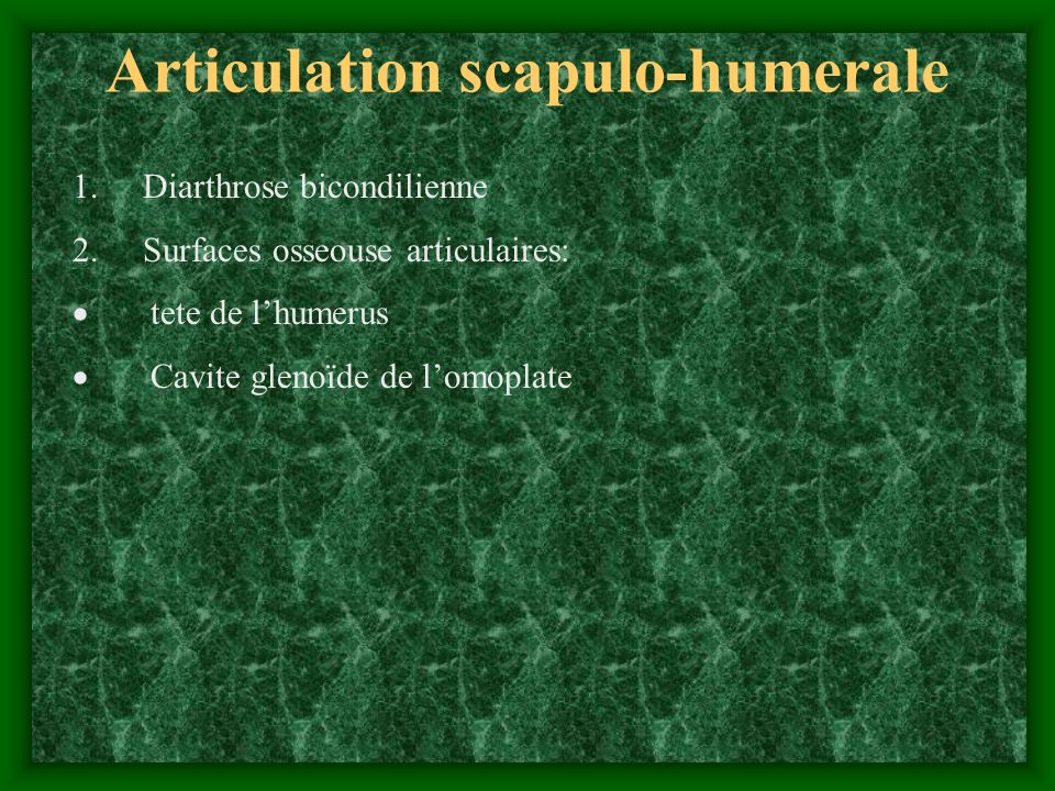 Articulation scapulo-humerale