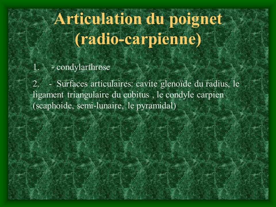 Articulation du poignet (radio-carpienne)