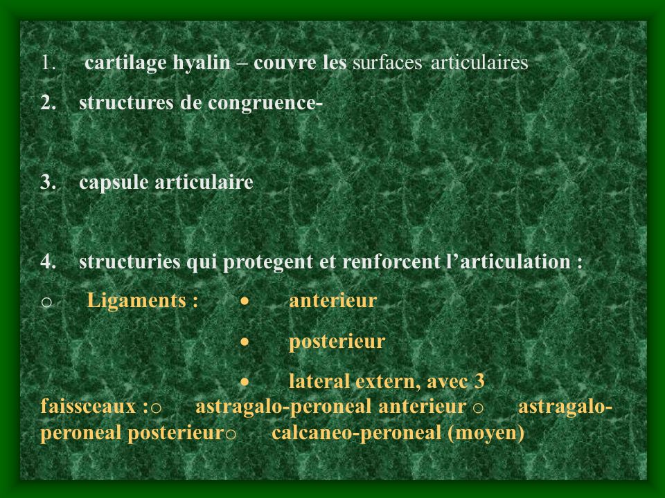 1. cartilage hyalin – couvre les surfaces articulaires