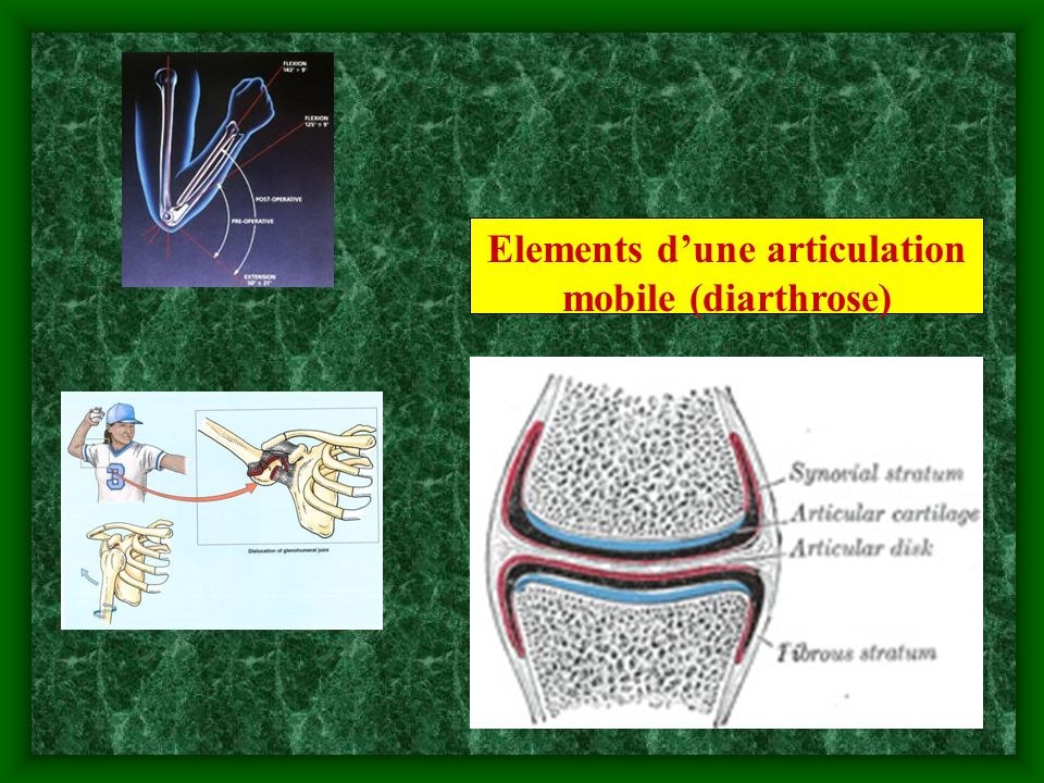 Elements d’une articulation mobile (diarthrose)