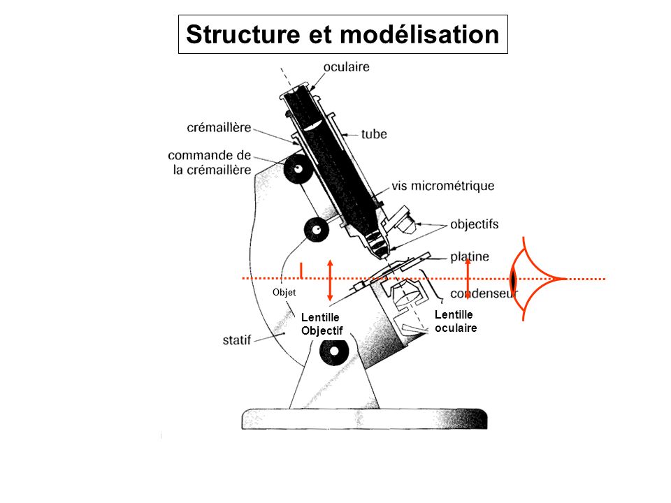 Structure et modélisation