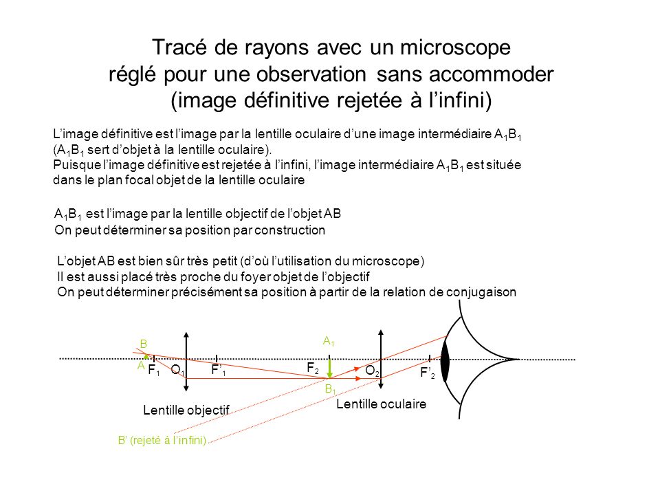 Tracé de rayons avec un microscope réglé pour une observation sans accommoder (image définitive rejetée à l’infini)