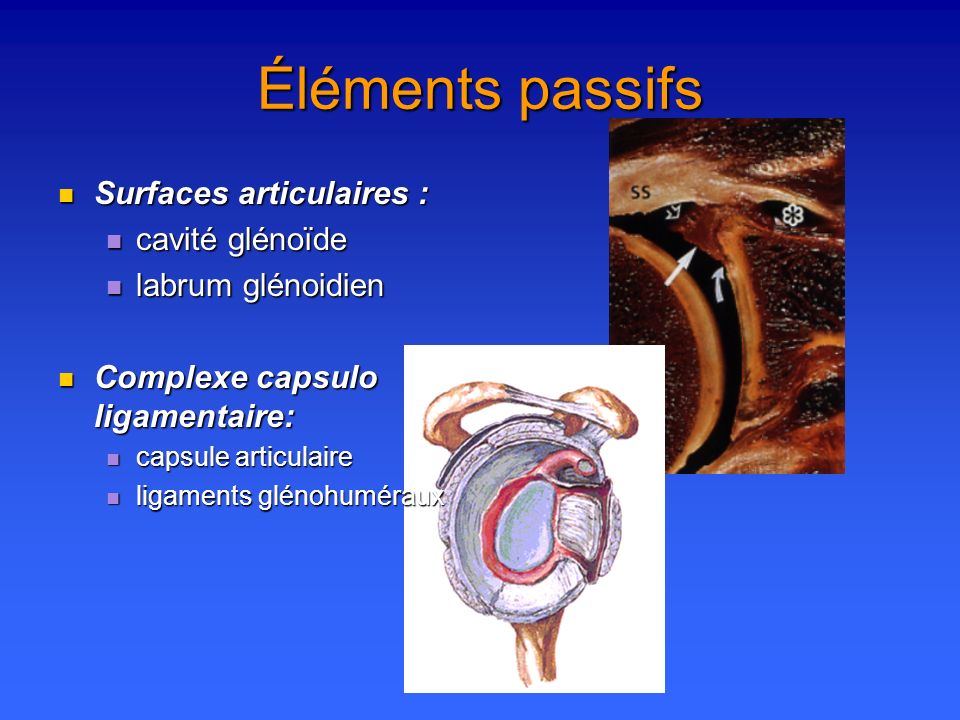 Éléments passifs Surfaces articulaires : cavité glénoïde
