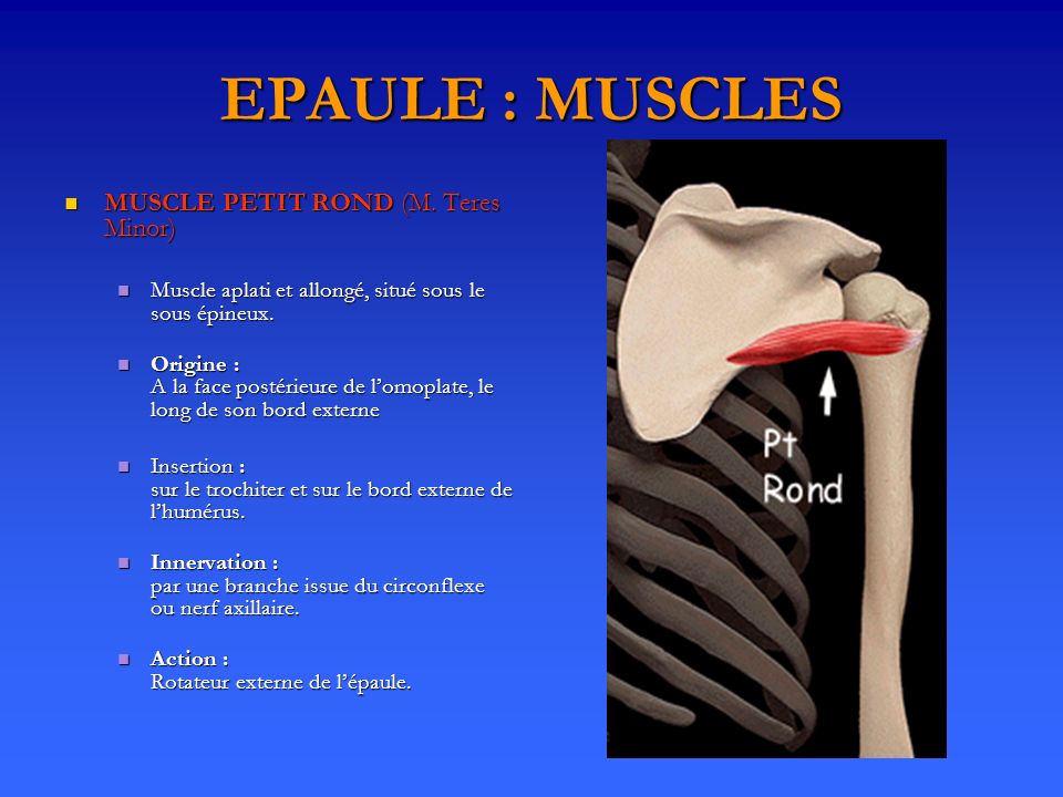 EPAULE : MUSCLES MUSCLE PETIT ROND (M. Teres Minor)