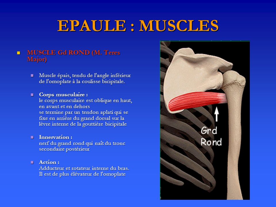 EPAULE : MUSCLES MUSCLE Gd ROND (M. Teres Major)
