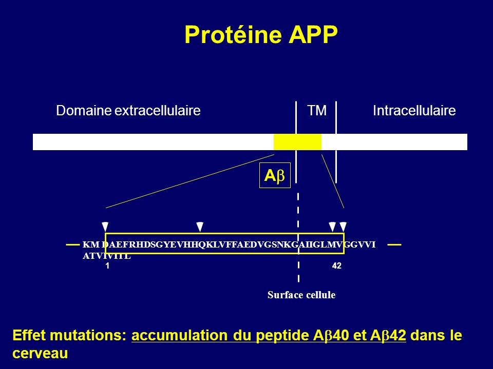 Protéine APP Domaine extracellulaire. TM. Intracellulaire. Ab. KM DAEFRHDSGYEVHHQKLVFFAEDVGSNKGAIIGLMVGGVVI ATVIVITL.