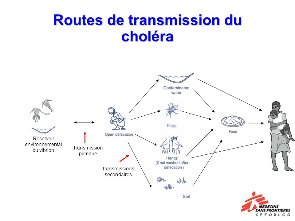 Routes de transmission du choléra