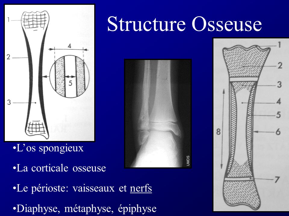 Structure Osseuse L’os spongieux La corticale osseuse