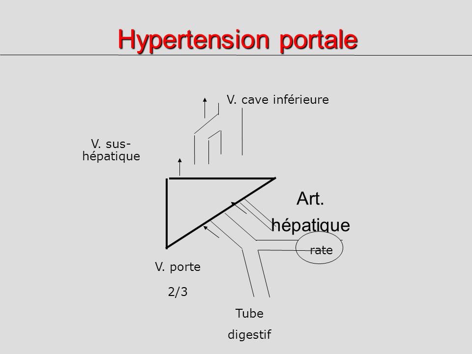 Hypertension portale Art. hépatique 1/3 V. cave inférieure