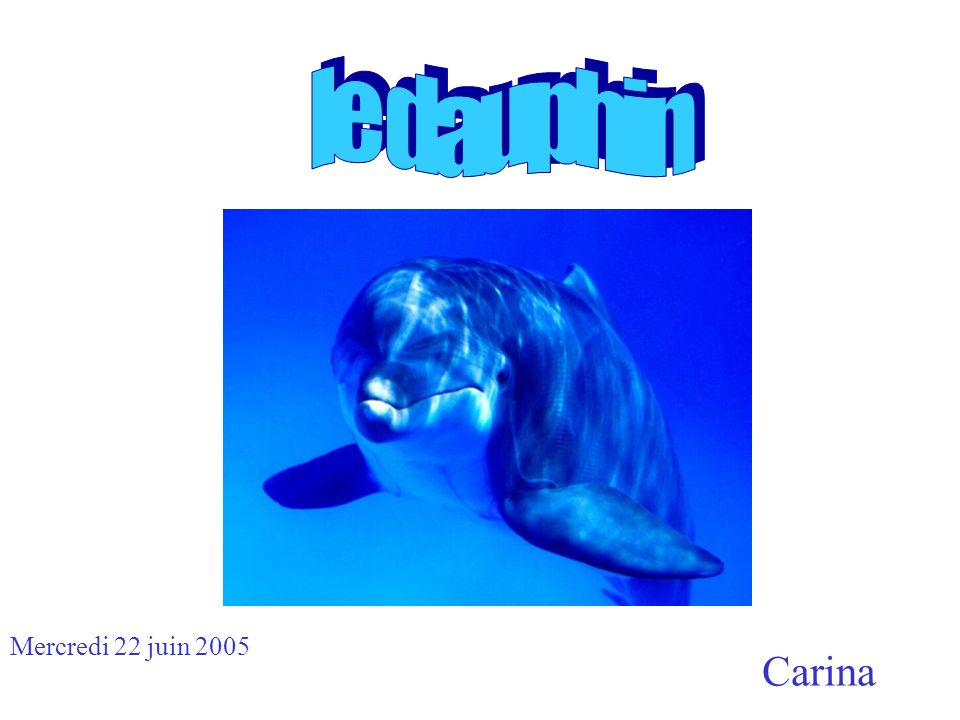 le dauphin Mercredi 22 juin 2005 Carina