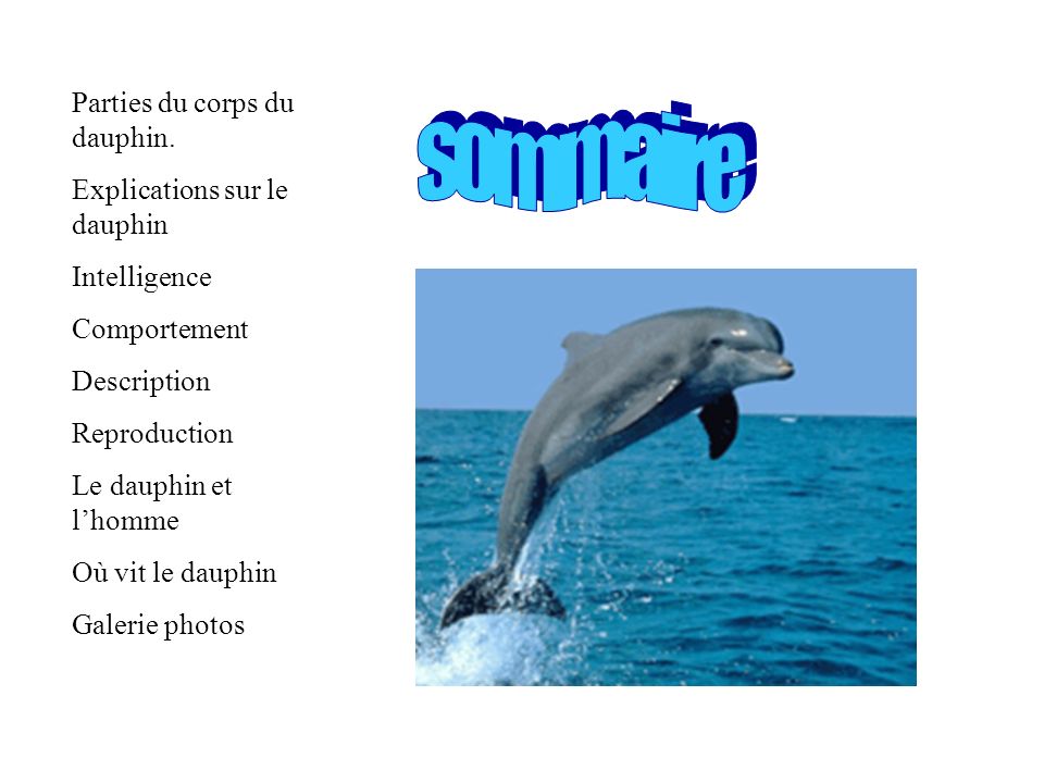 sommaire Parties du corps du dauphin. Explications sur le dauphin