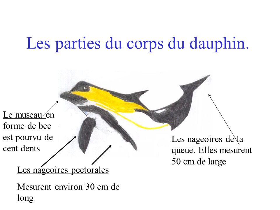Les parties du corps du dauphin.