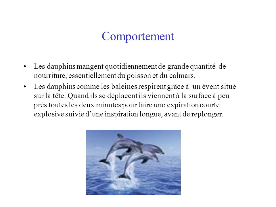 Comportement Les dauphins mangent quotidiennement de grande quantité de nourriture, essentiellement du poisson et du calmars.