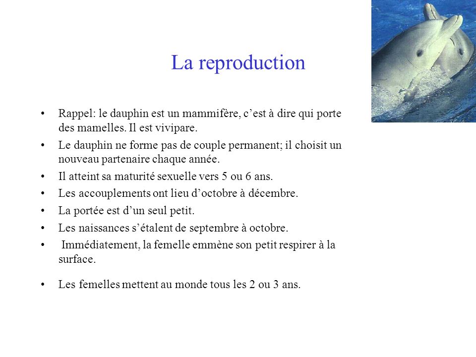 La reproduction Rappel: le dauphin est un mammifère, c’est à dire qui porte des mamelles. Il est vivipare.