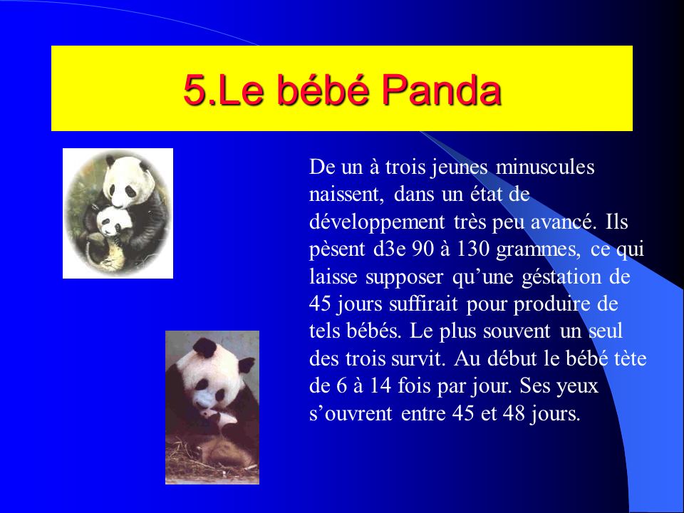 5.Le bébé Panda