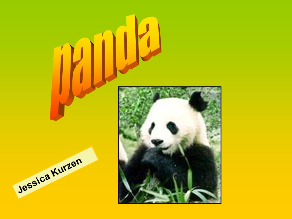 panda Jessica Kurzen