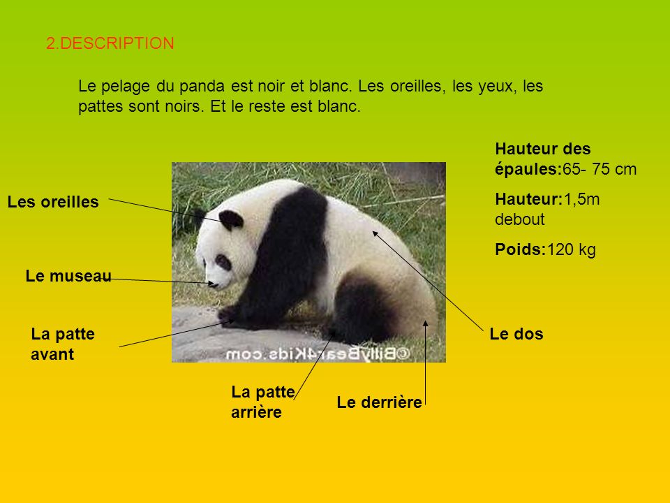 2.DESCRIPTION Le pelage du panda est noir et blanc. Les oreilles, les yeux, les pattes sont noirs. Et le reste est blanc.