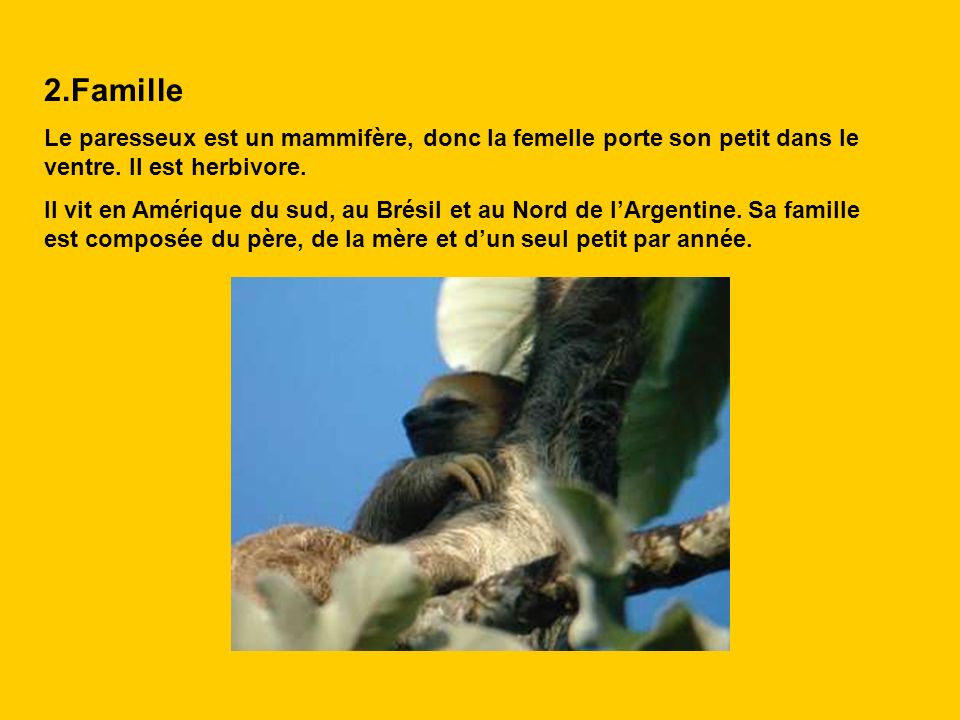 2.Famille Le paresseux est un mammifère, donc la femelle porte son petit dans le ventre. Il est herbivore.