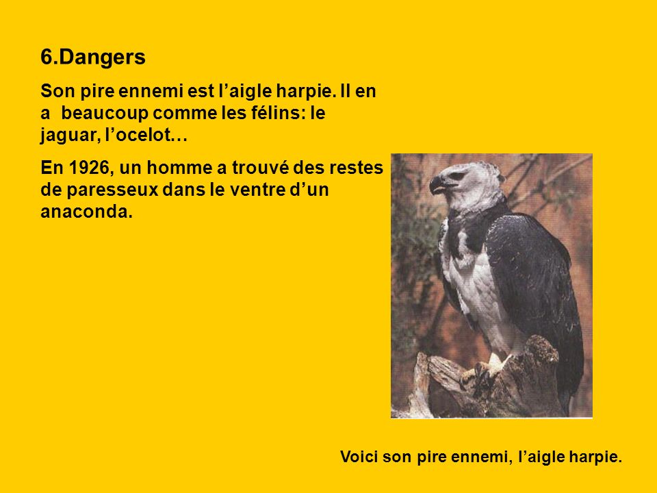6.Dangers Son pire ennemi est l’aigle harpie. Il en a beaucoup comme les félins: le jaguar, l’ocelot…