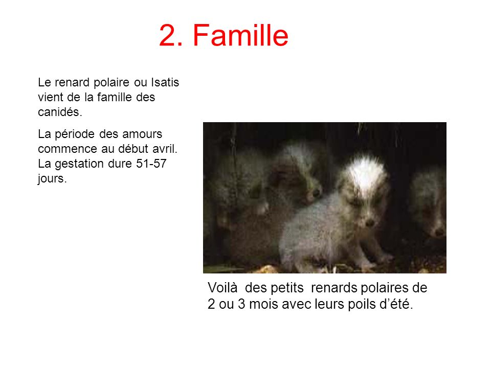 2. Famille Le renard polaire ou Isatis vient de la famille des canidés.