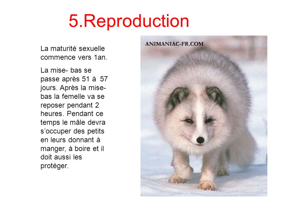5.Reproduction La maturité sexuelle commence vers 1an.