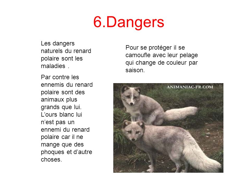 6.Dangers Les dangers naturels du renard polaire sont les maladies .