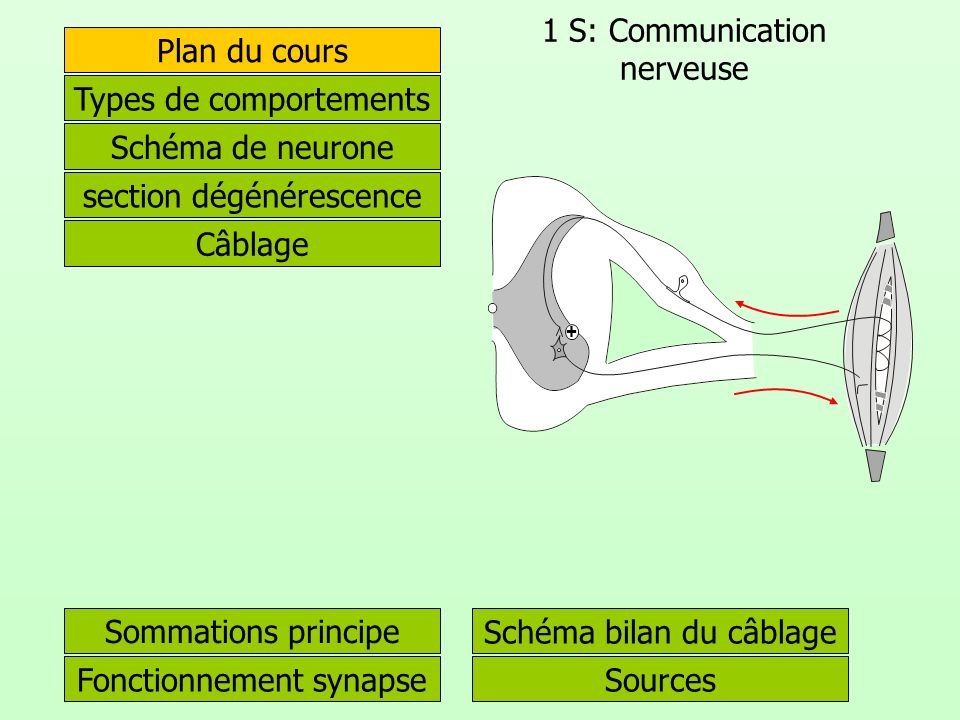 1 S: Communication nerveuse