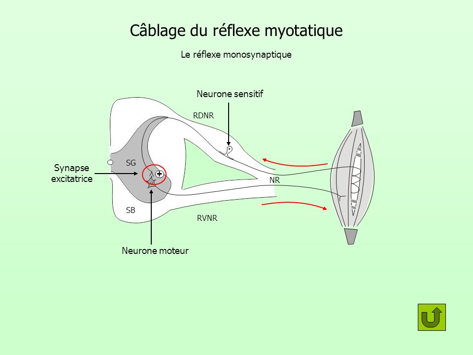 Câblage du réflexe myotatique