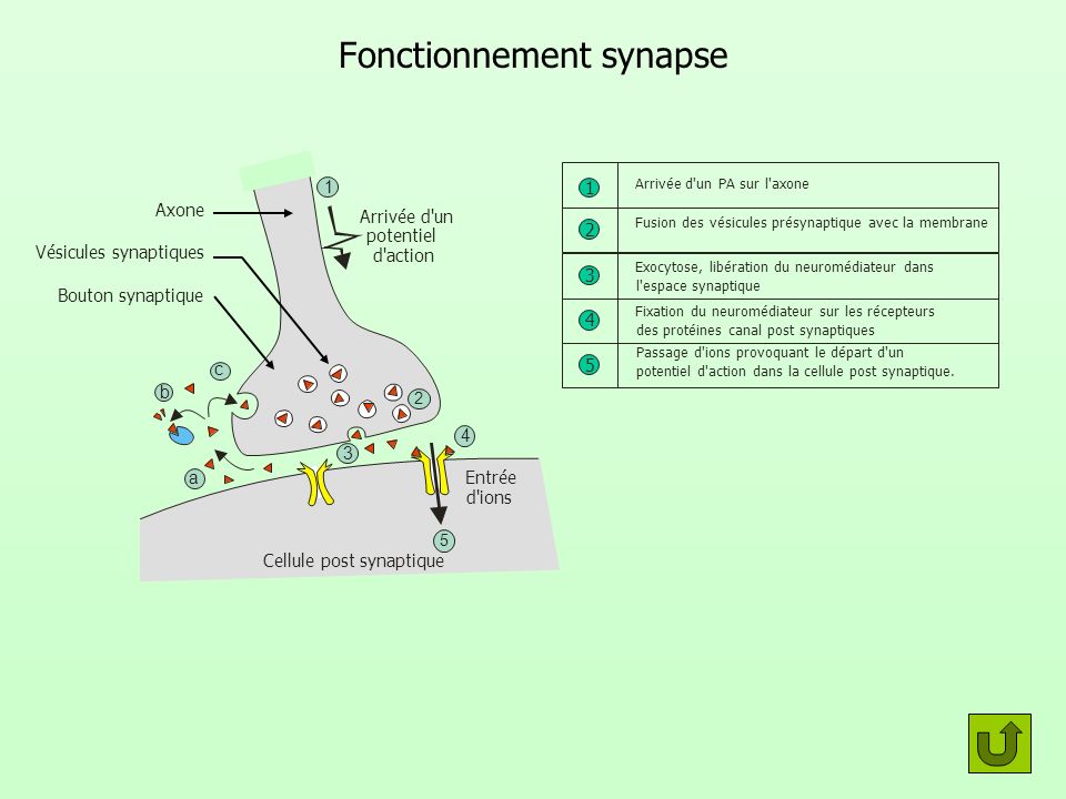 Fonctionnement synapse