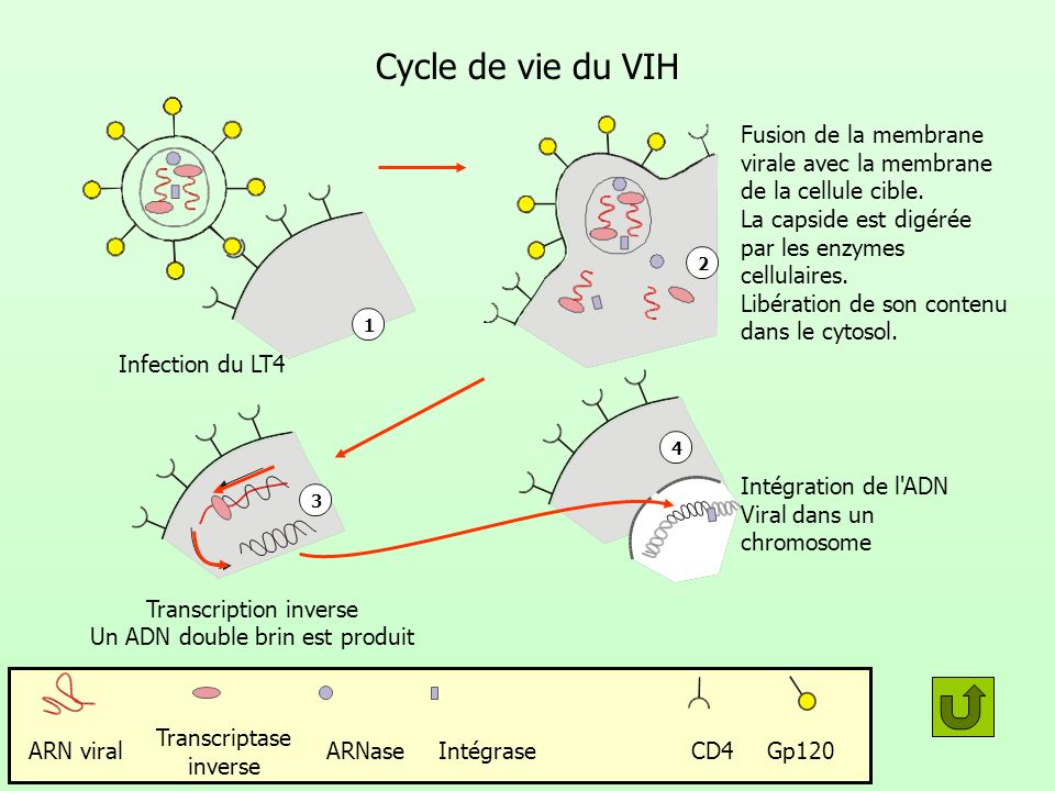 Cycle de vie du VIH Fusion de la membrane virale avec la membrane