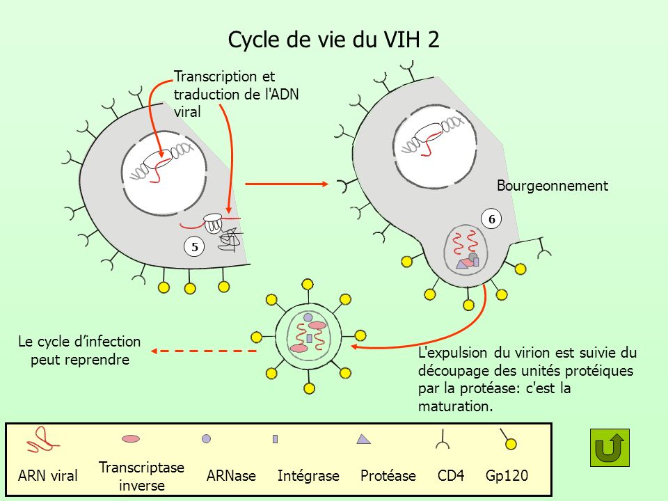 Cycle de vie du VIH 2 Transcription et traduction de l ADN viral