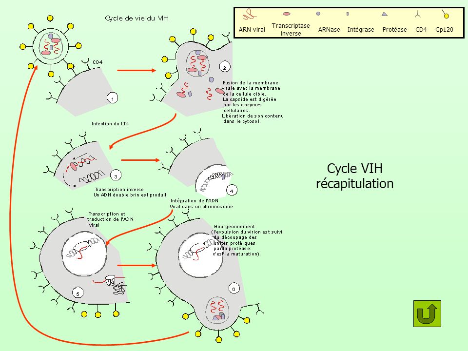 Cycle VIH récapitulation