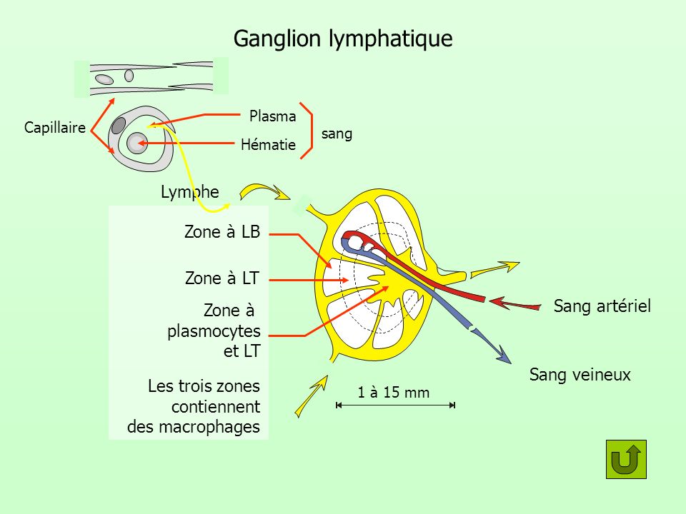 Ganglion lymphatique Lymphe Zone à LB Zone à LT Sang artériel Zone à