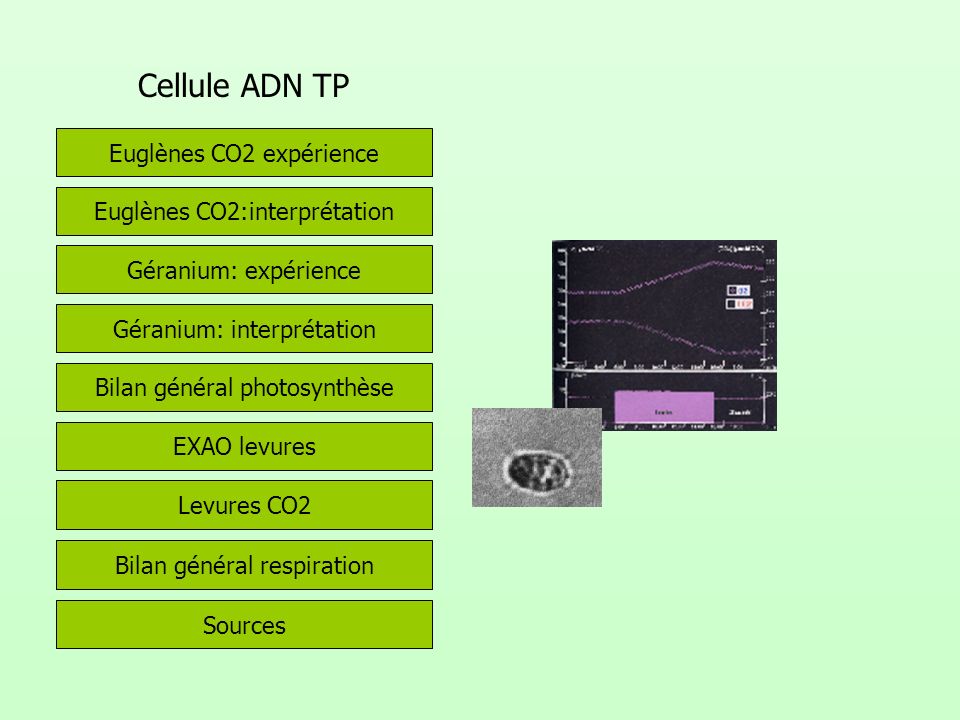 Cellule ADN TP Euglènes CO2 expérience Euglènes CO2:interprétation