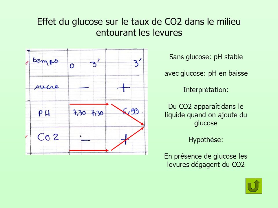 Effet du glucose sur le taux de CO2 dans le milieu entourant les levures