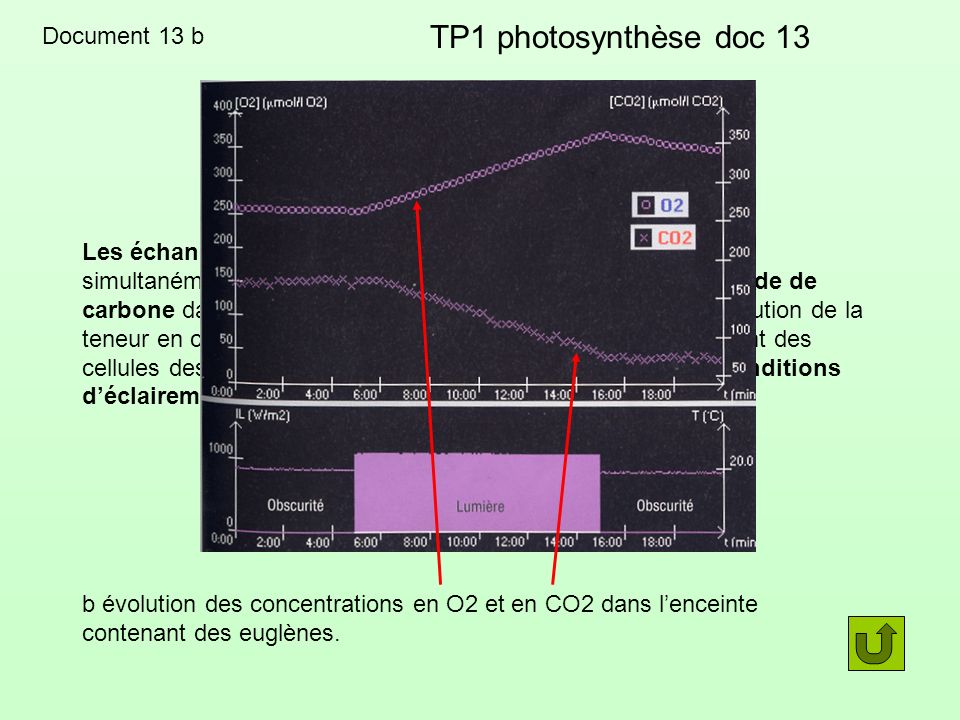 TP1 photosynthèse doc 13 Document 13 b