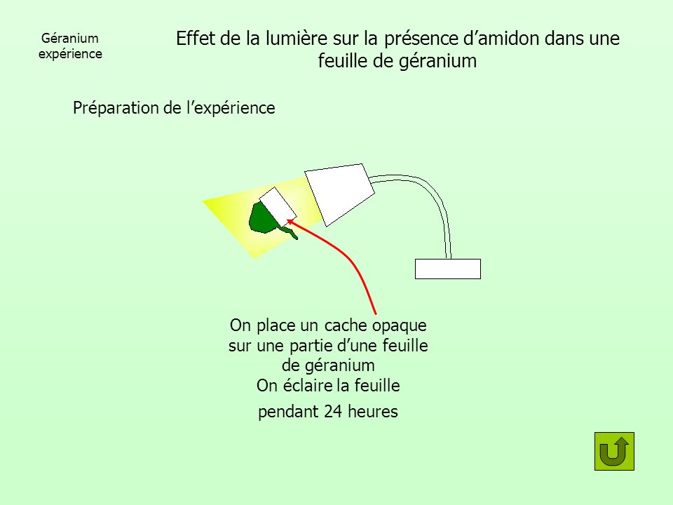 Géranium expérience Effet de la lumière sur la présence d’amidon dans une feuille de géranium. Préparation de l’expérience.