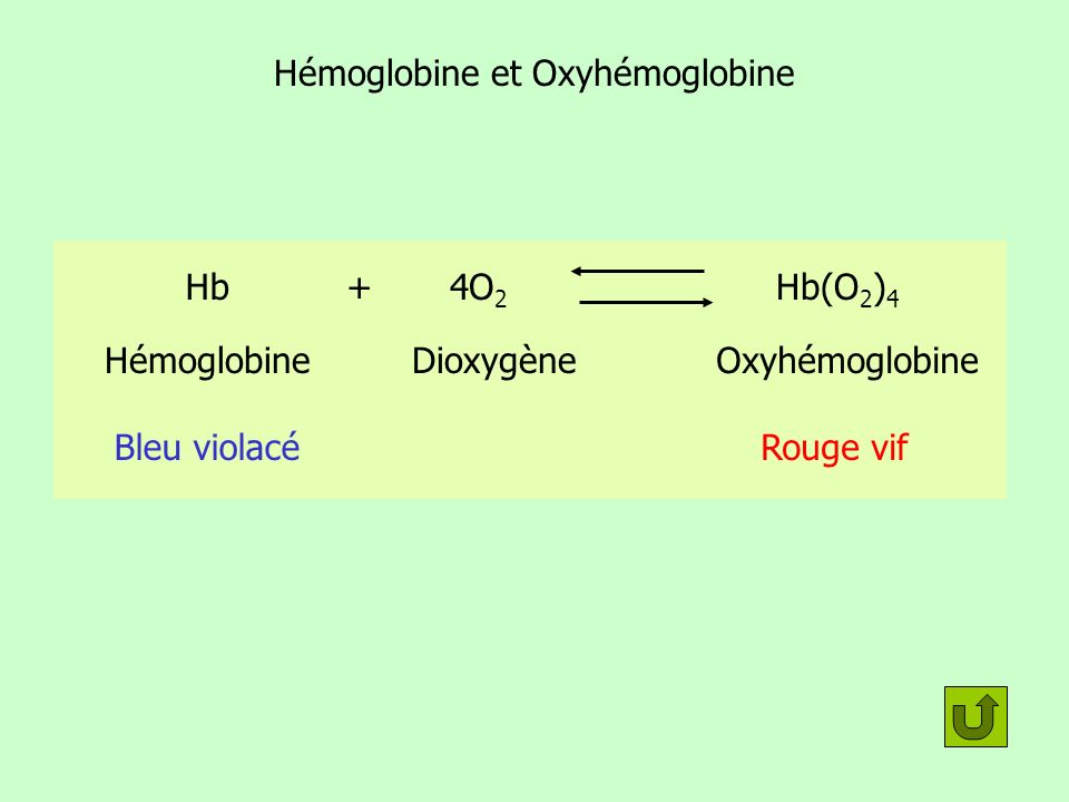 Hémoglobine et Oxyhémoglobine