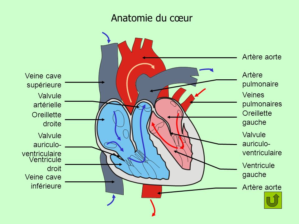 Anatomie du cœur Artère aorte Artère pulmonaire Veine cave supérieure