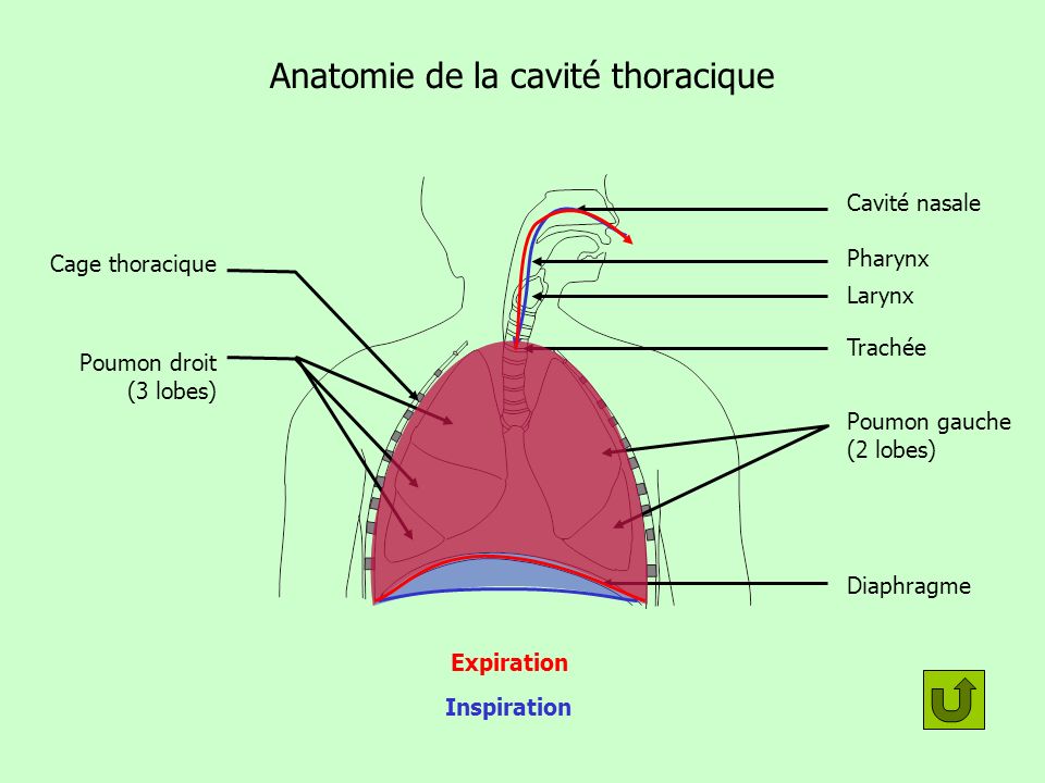 Anatomie de la cavité thoracique