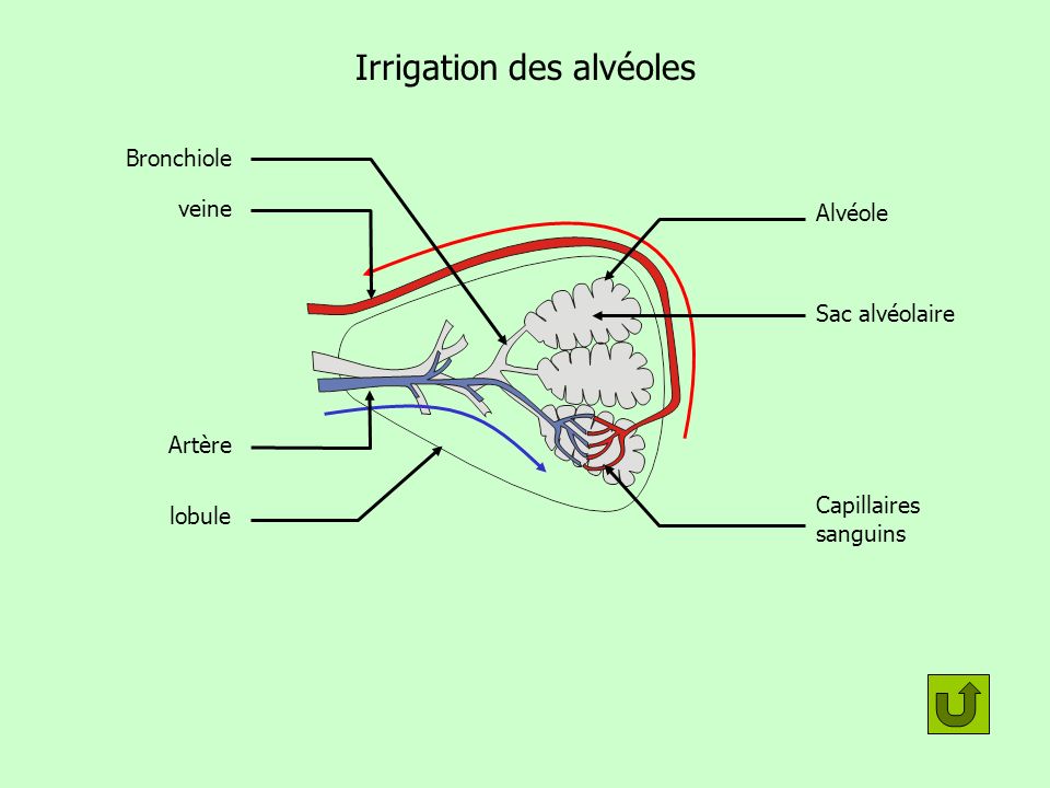 Irrigation des alvéoles