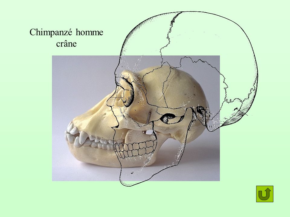 Chimpanzé homme crâne