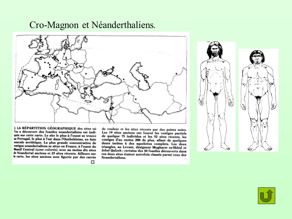 Cro-Magnon et Néanderthaliens.