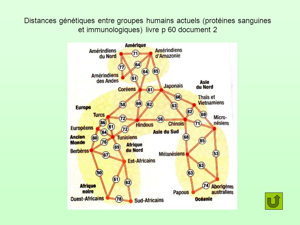 Distances génétiques entre groupes humains actuels (protéines sanguines et immunologiques) livre p 60 document 2