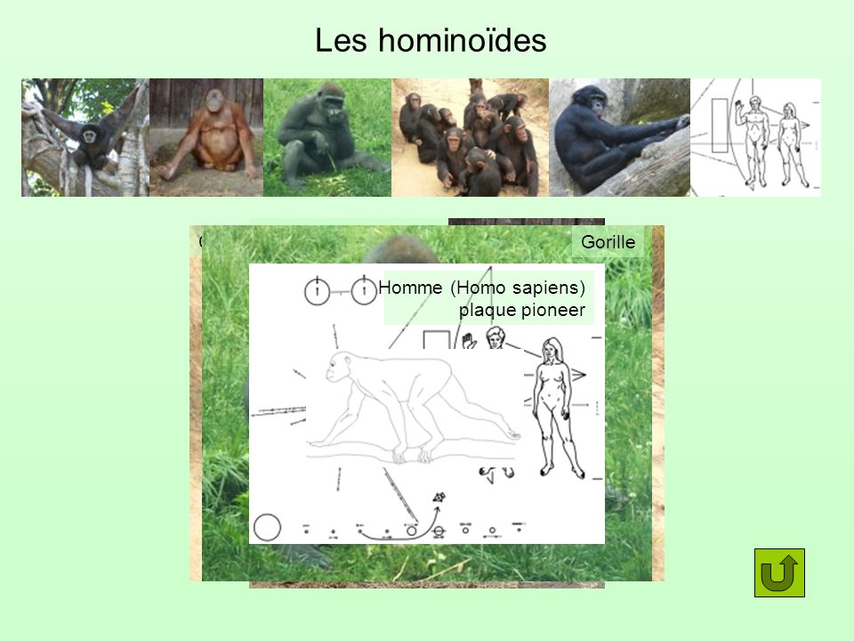 Les hominoïdes Orang-outang (pongo) Chimpanzé (pan troglodytes)