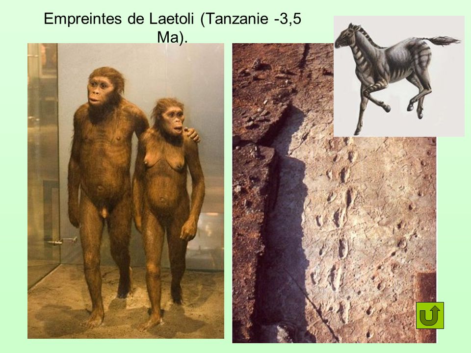 Empreintes de Laetoli (Tanzanie -3,5 Ma).