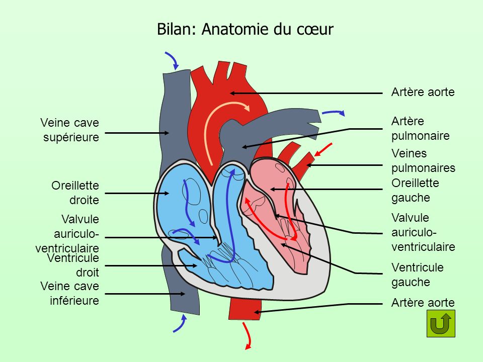 Bilan: Anatomie du cœur