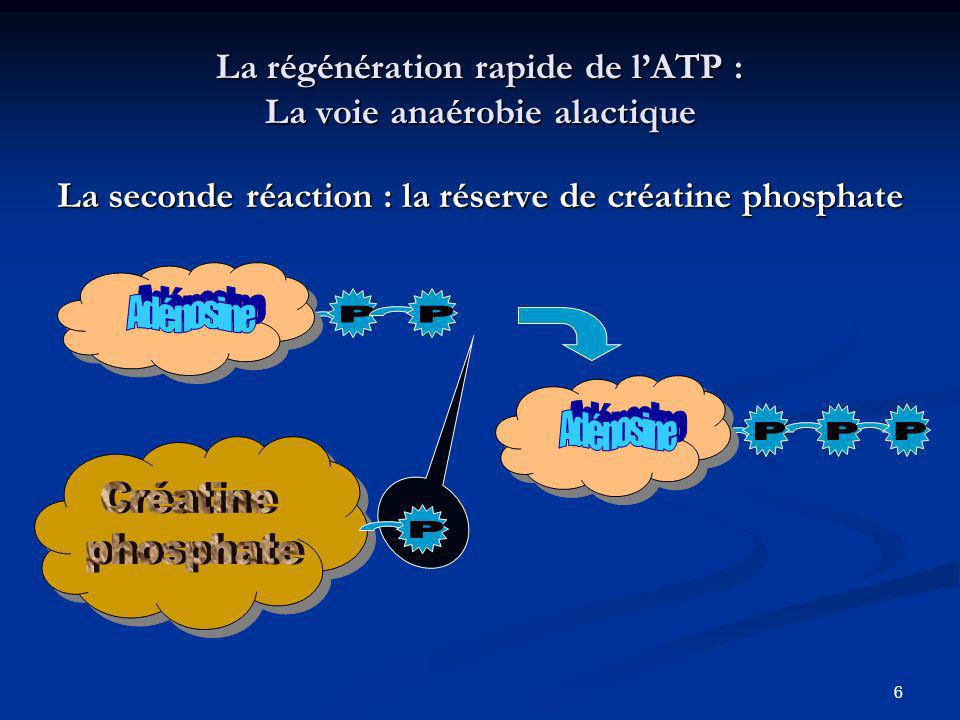 La régénération rapide de l’ATP : La voie anaérobie alactique