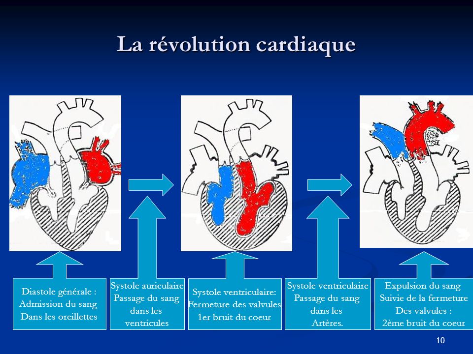 La révolution cardiaque