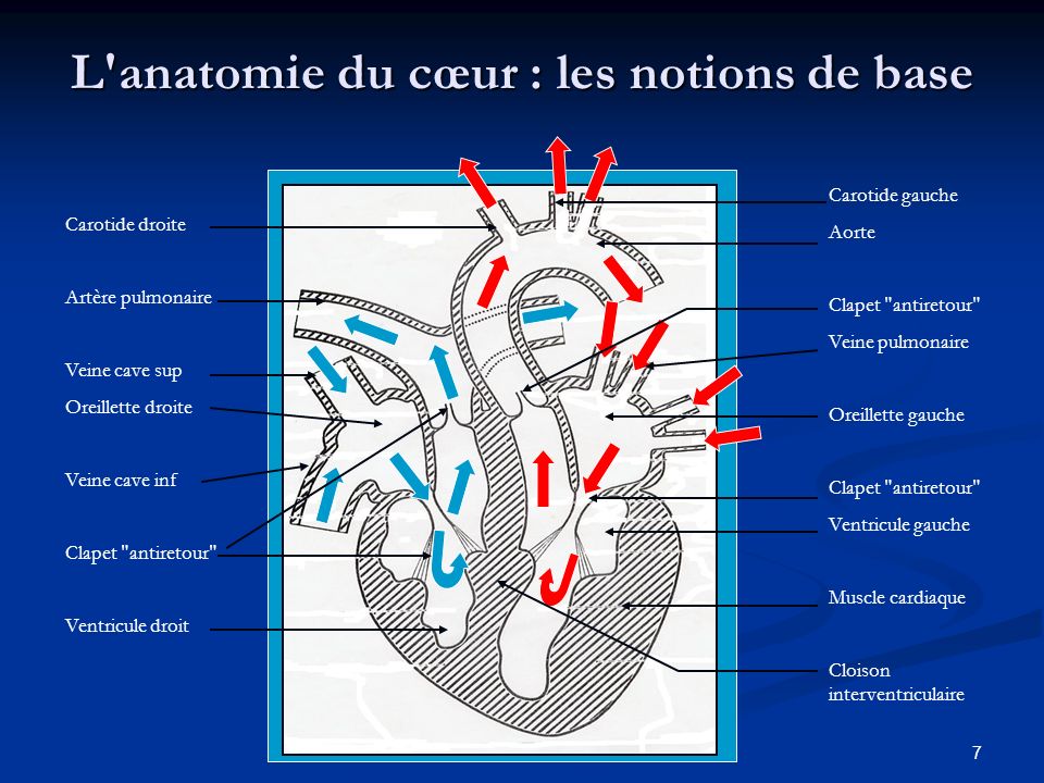 L anatomie du cœur : les notions de base